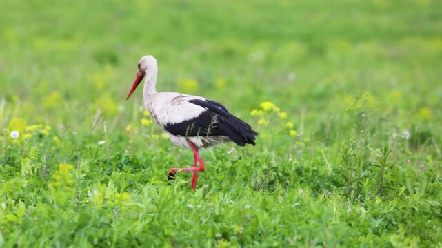 A white stork walks across a green meadow
