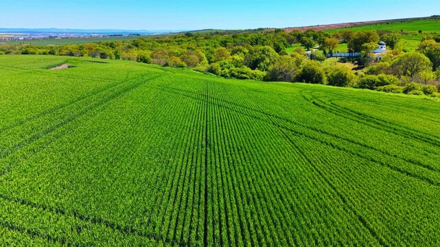 High angle perspective of green agricultural rows with distant building. Drone shot of green grain field rows with distant white chapel dome and forest trees.