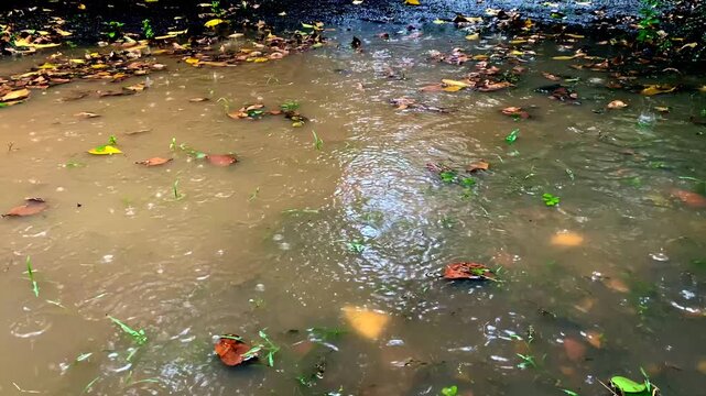 Raindrops falling into a muddy puddle
Features murky brown water ripples, splashing droplets, and wet mud texture during a rainstorm.