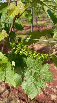 Close-up of young green grape clusters blooming on a vine in a vineyard