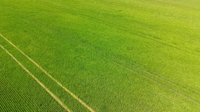 Aerial view of green field with diagonal tractor tracks. Drone view of a vast green field marked by parallel tractor tire tracks running diagonally across the frame.