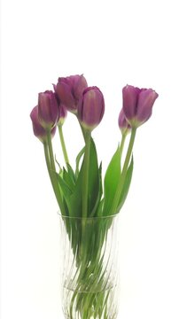 Time lapse of opening purple tulip in a vase against white background