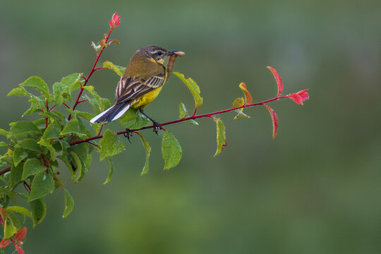 yellow wagtail perches on a leafy branch with red tips, holding a worm in its beak against greenery