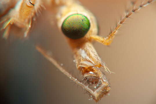Close view of a mosquito showing its eyes and mouthparts in detail