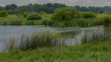 Fototapeta premium a tranquil river landscape with green grassy banks, tall reeds, lush bushes, and a dense forest background