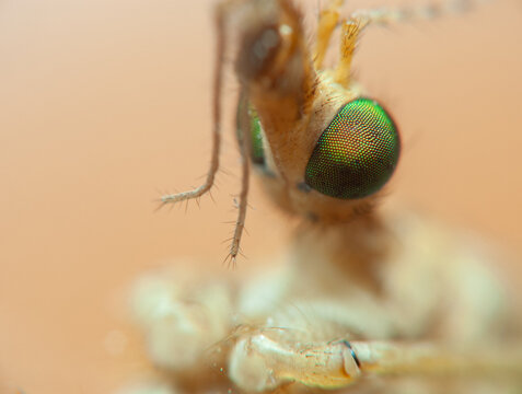 Close view of a mosquito showing its eyes and mouthparts in detail