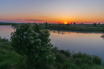 Fototapeta premium A beautiful sunset glows over a calm river, casting golden light across the water and a lush, flowering green bush.