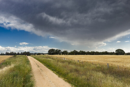 Low angled view of a dark cloud bank over a gravel country road alongside a grain crop in a paddock