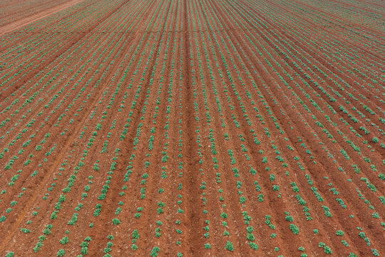 Aerial view of rows of green plants in rich red soil