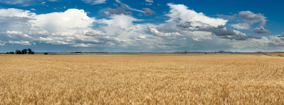 Panorama view of building storm clouds of a dry grain crop