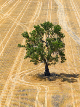 Aerial view of wheel tracks going around a single gum tree in the middle of a dry paddock
