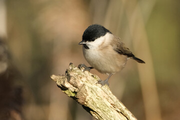 Willow tit (Poecile montanus) perched on a mossy branch in the forest, cute small songbird looking at camera in sunny spring day, close-up details © Badr