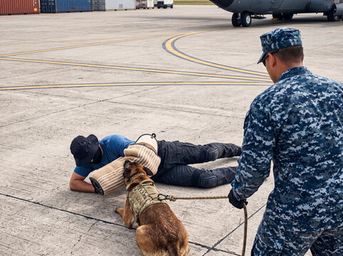Belgian Malinois K9 dog demonstrating firm bite and control on a decoy during military or police training.