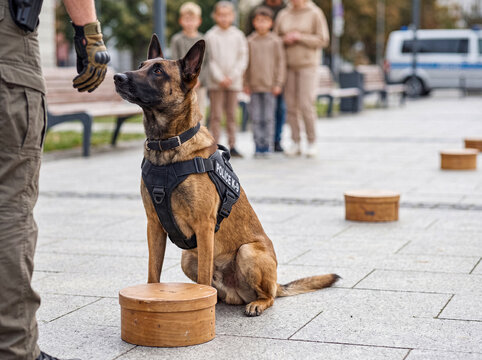 Police K9 unit Belgian Malinois dog in 'POLICE K-9' harness during a public detection exercise with wooden boxes.