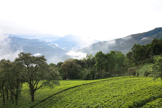 Tea Garden, Tea Plantation, Namchi Sikkim, India.