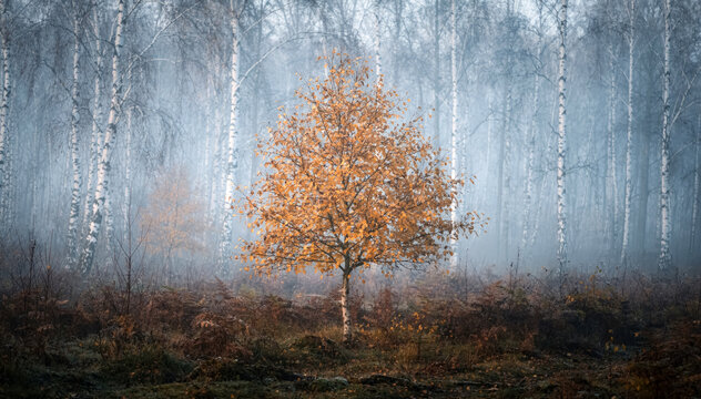 A solitary golden birch tree standing in a misty autumn forest of pale white trunks
