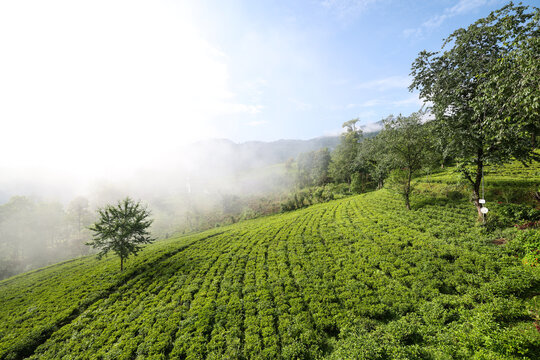 Tea Garden, Tea Plantation, Namchi Sikkim, India.