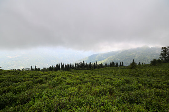 Tea Garden, Tea Plantation, Namchi Sikkim, India.