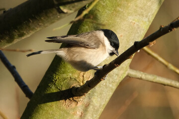 Marsh tit (Poecile palustris) perched on a tree branch in its natural habitat © Badr