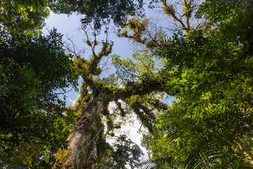 Fototapeta premium Looking up at towering rainforest tree canopy and blue sky