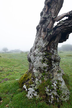 A moss and lichen covered dead tree on Bodmin Moor on a foggy day
