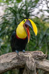 Obraz premium Chestnut-mandibled toucan perched on branch with open beak