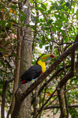 Obraz premium Keel-billed toucan perched on a branch in tropical rainforest