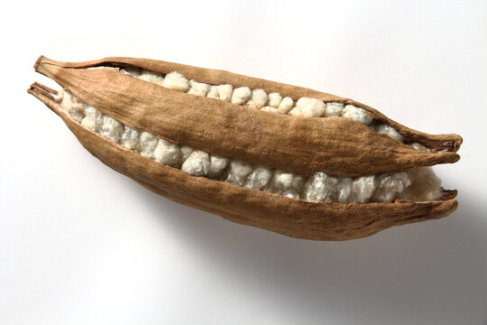 Close up of a cotton seed on a neutral background