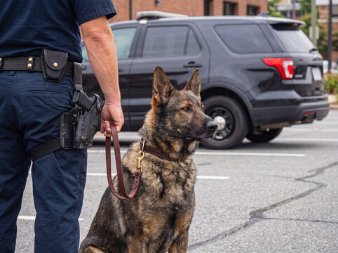 Professional police officer and loyal K9 German Shepherd dog partner on active patrol duty with a police SUV.