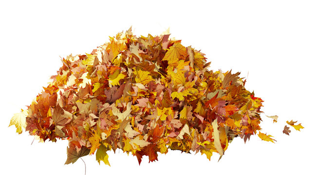 pile of autumn leaves isolated on transparent background