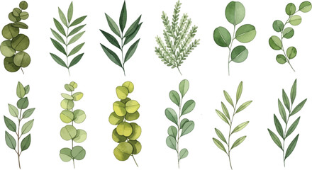 Assorted green leafy branches and ferns on white background with vegetation © chadni