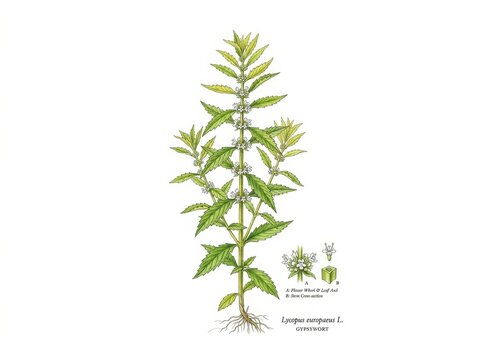 Botanical illustration of lycopus europaeus, commonly known as gypsywort, showing the plant structure, leaves, flowers, and stem crosssection