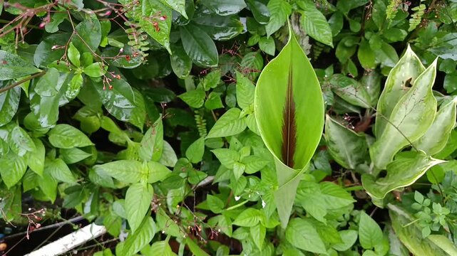 Close Up of White Turmeric Leaves Swaying in Tropical Garden