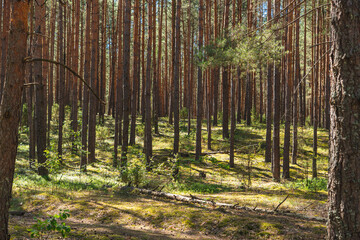 Fototapeta premium natural landscape of a pine forest in summer