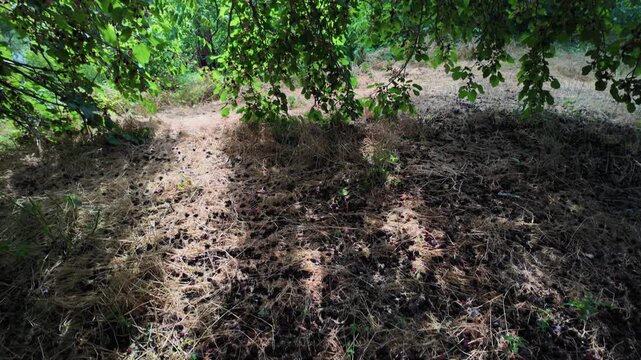 Cinematic 4K 24fps panning shot moving from a sunny pine forest path to a lush green garden under a mulberry tree. Dynamic camera movement creates a smooth motion blur in a rural summer scene.