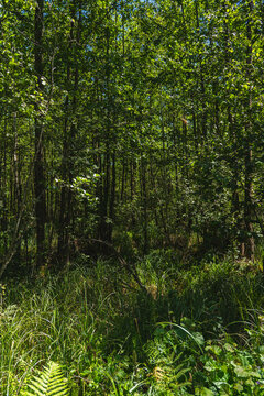 landscape of a densely overgrown riparian forest in summer