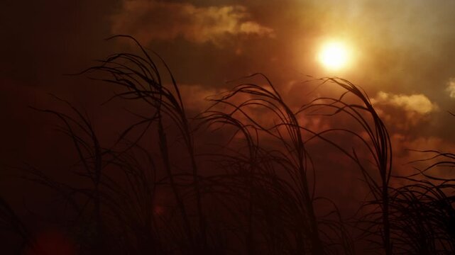 Smoke of pre harvest sugarcane fires NSW Australia
