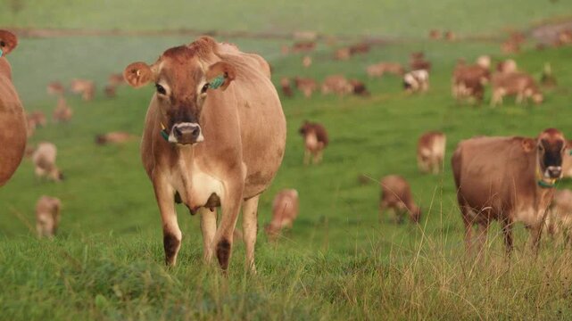 Naive jersey duo cows idle at Cambewarra hillside NSW Australia
