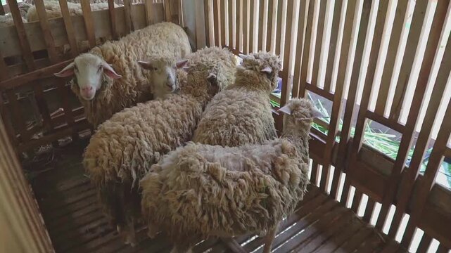 Group of Domestic Sheep Inside Wooden Slatted Pen on a Livestock Farm