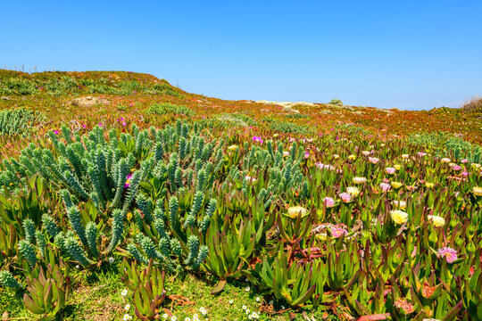 V&eacute;g&eacute;tation c&ocirc;ti&egrave;re en fleurs &agrave; Barcaggio, Cap Corse