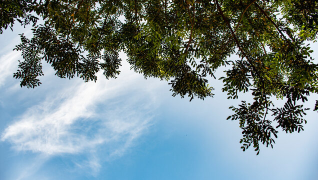 Vistas en Angulo bajo de follaje, &aacute;rbol contra un cielo azul con nubes