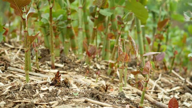 Invasive knotweed dangerous plants Reynoutria Fallopia japonica Sakhalin Japanese stem, and expansive species of leaf, leaves and fruits, comes from Asia Japan sachalinensis intruder neophyte, reduces