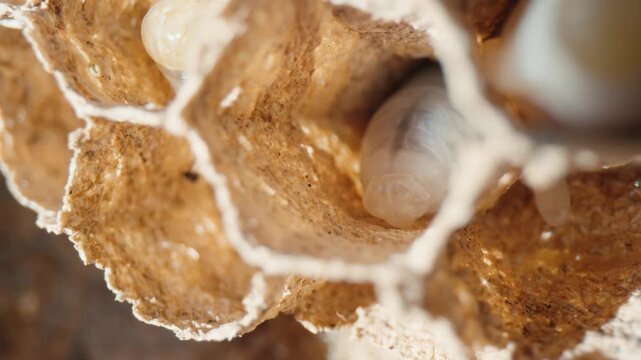 Wasp larva growing inside its hexagonal paper cell. Extreme macro perspective capturing the predator early life stages in a natural environment.