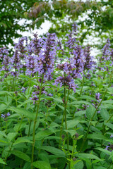 Fototapeta premium Nepeta kubanica Großblütige Katzenminze, Kaukasische Katenminze in Vollblüte