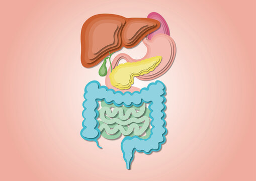 Digestive system, illustration