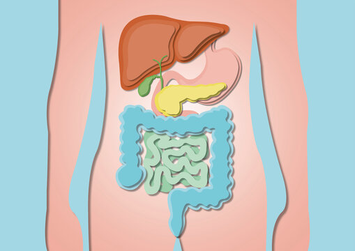 Digestive system, illustration