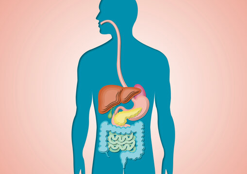 Digestive system, illustration