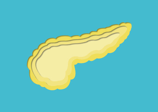 Pancreas, illustration