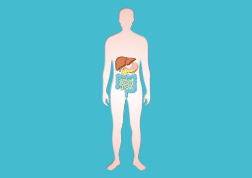 Digestive system, illustration