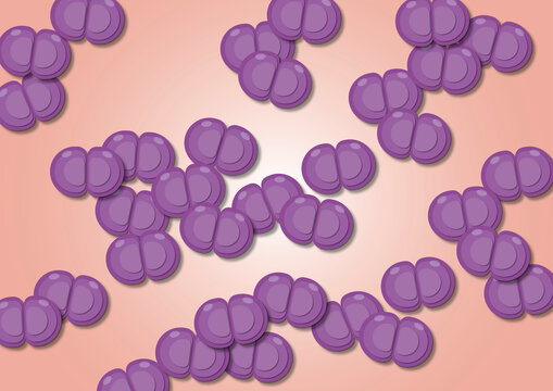 Diplococcus bacteria, illustration